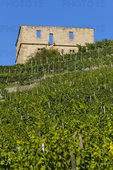 Yburg, Y-Burg, Yberg, Eibenburg, ruins of a hillside castle, historic building, built in the early