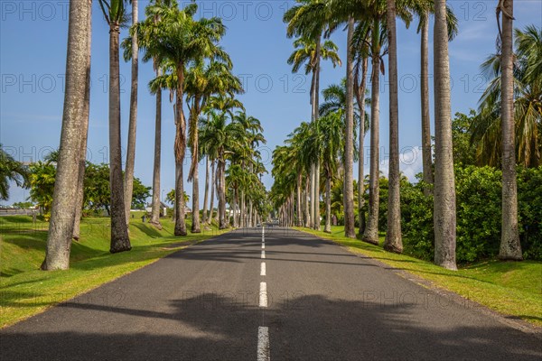 The famous palm avenue l'Allee Dumanoir. Landscape shot from the centre of the street into the