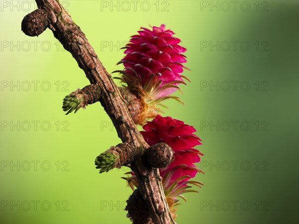 Larch (Larix decidua), female flowers on a larch branch, North Rhine-Westphalia, Germany, Europe