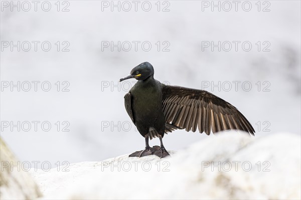 Common shag (Phalacrocorax aristotelis) drying its feathers, Hornoya Island, Vardo, Varanger,