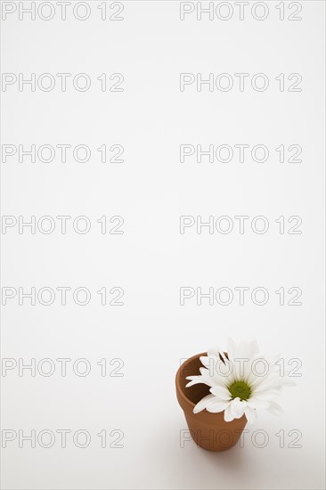 Close-up of cut white Leucanthemum vulgare, Oxeye Daisy flower in small terracotta flower pot on