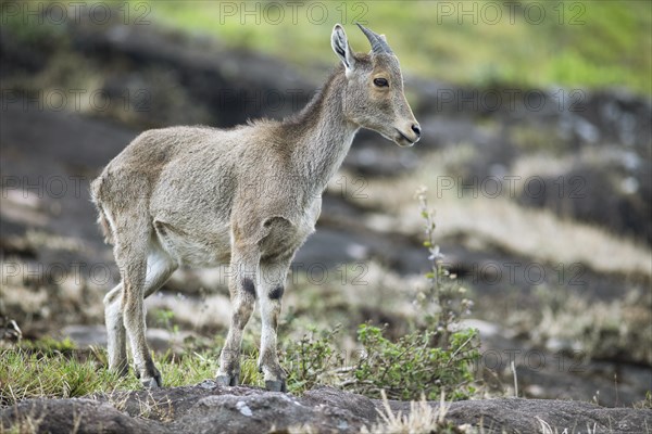 Nilgiri tahr (Nilgiritragus hylocrius, until 2005 Hemitragus hylocrius) or endemic goat species in