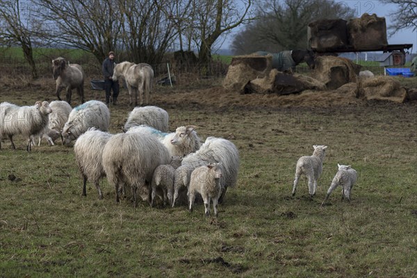 Horses and moorland sheep with their lambs in the pasture, Mecklenburg-Western Pomerania, Germany,