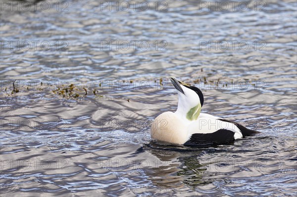 Common eider (Somateria mollissima), adult drake showing courtship behaviour, Vadso, Varanger,