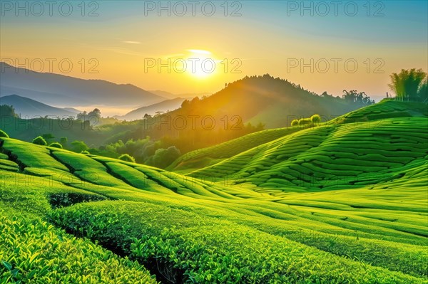 A breathtaking view of the sun rising over vibrant green tea plantations, nestled amidst rolling