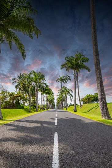 The famous palm avenue l'Allee Dumanoir. Landscape shot from the centre of the street into the