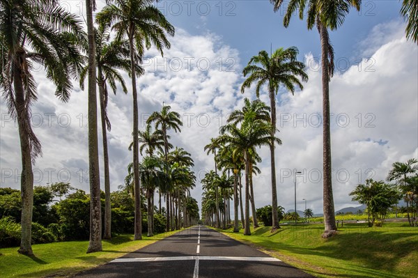 The famous palm avenue l'Allee Dumanoir. Landscape shot from the centre of the street into the