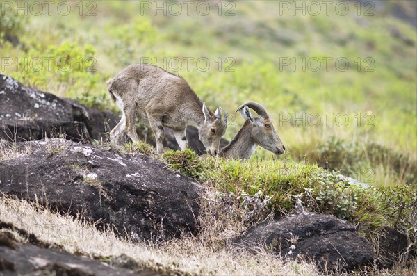 Nilgiri tahr (Nilgiritragus hylocrius, until 2005 Hemitragus hylocrius) or endemic goat species in