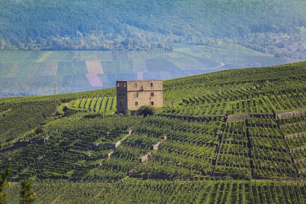 Yburg, Y-Burg, Yberg, Eibenburg, ruins of a hillside castle, historic building, built in the early