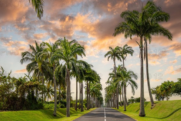 The famous palm avenue l'Allee Dumanoir. Landscape shot from the centre of the street into the