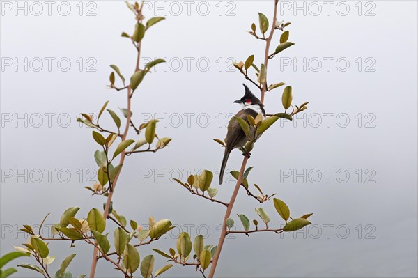 Red-vented Bulbul (Pycnonotus cafer) or Sooty Bulbul in Eravikulam National Park, Kannan Devan