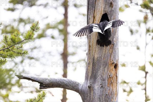 Common goldeneye (Bucephala clangula), female bird hatching in the breeding cavity, Ovre Pasvik