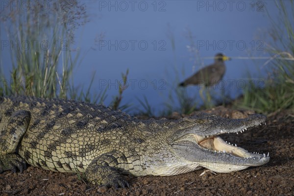 Nile crocodile (Crocodylus niloticus) Mziki Private Game Reserve, North West Province, South