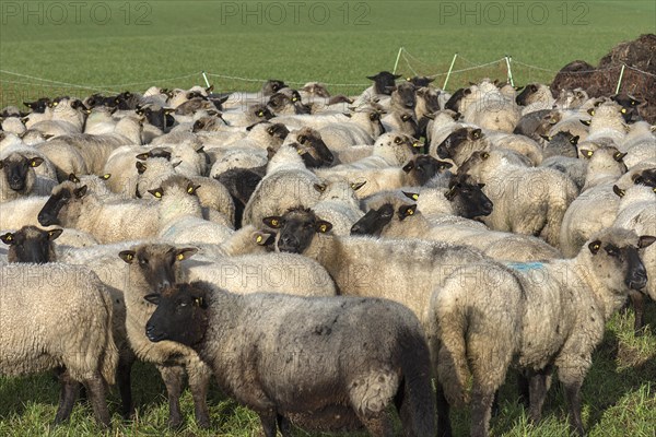 Black-headed domestic sheep (Ovis gmelini aries) waiting in the pen for the new pasture,