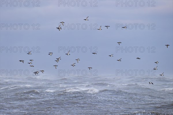Greater scaup (Aythya marila) and Common Goldeneye (Bucephala clangula), small flock in flight over