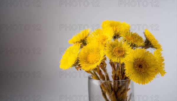 A bouquet of yellow coltsfoot flowers in a transparent glass vase against a light-coloured