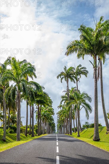 The famous palm avenue l'Allee Dumanoir. Landscape shot from the centre of the street into the