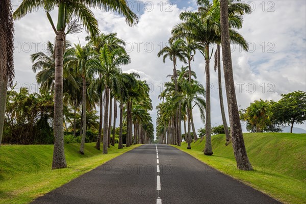 The famous palm avenue l'Allee Dumanoir. Landscape shot from the centre of the street into the