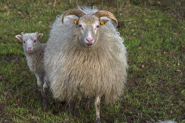 Horned moorland sheep (Ovis aries) with their lamb on the pasture, Mecklenburg-Western Pomerania,