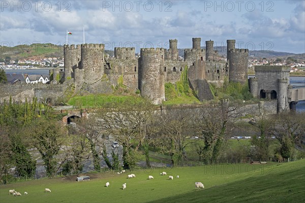 Sheep, lambs, castle, Conwy, Wales, Great Britain