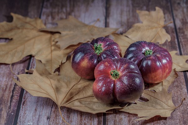 Group of tasty fresh tomatoes of the blue variety with drops of water on dry leaves next to ears of