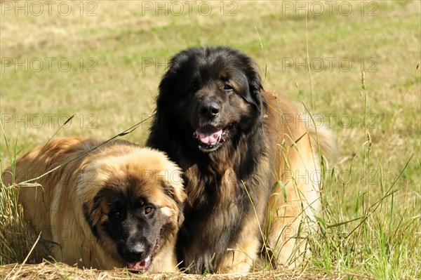 Leonberger dogs, A black and a brown dog lie in the grass and one looks playfully, Leonberger dog,