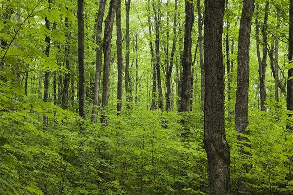 Dense forest of Acer, Maple trees with green leaves in summer, Ile d'Orleans, Quebec, Canada, North