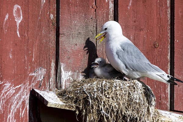 Kittiwake (Rissa tridactyla) with chicks panting on nest on house facade, Vardo, Varanger,
