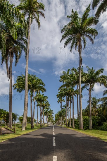 The famous palm avenue l'Allee Dumanoir. Landscape shot from the centre of the street into the