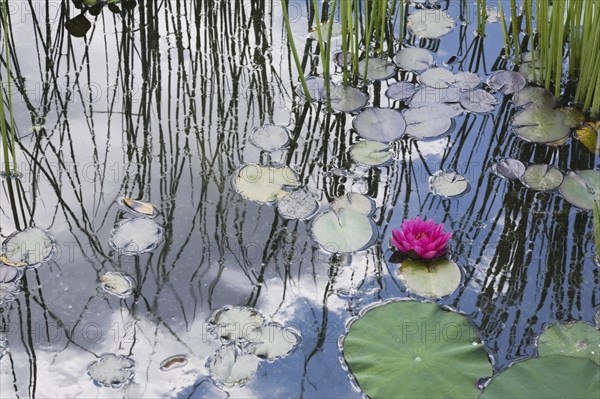 Floating pink Nymphaea, Waterlily flower with green lily pads and Schoenoplectus tabernaemontana,
