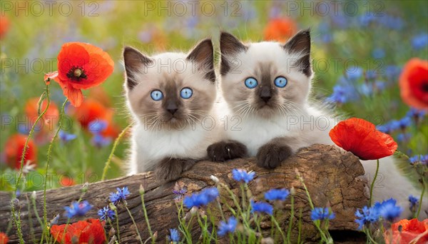 KI generated, animal, animals, mammal, mammals, cat, felidae (Felis catus), two kittens lying in a