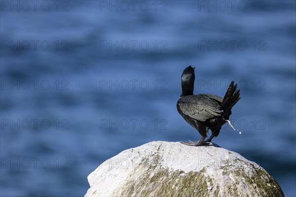 Common shag (Phalacrocorax aristotelis) defecating, Hornoya Island, Vardo, Varanger, Finnmark,