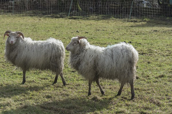 Two horned moorland sheep (Ovis aries) grazing by a pond, Mecklenburg-Western Pomerania, Germany,