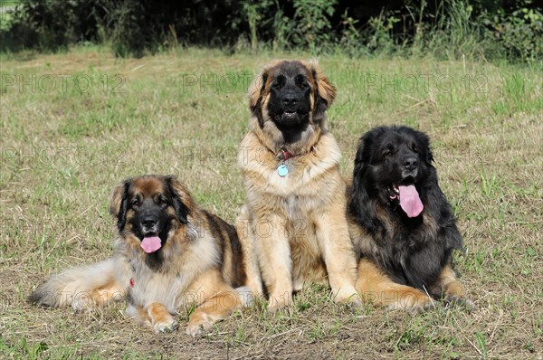 Leonberger dogs, Two Leonberger dogs relax on a meadow and look into the distance, Leonberger dog,