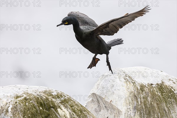 Common shag (Phalacrocorax aristotelis) hopping on a rock, Hornoya Island, Vardo, Varanger,