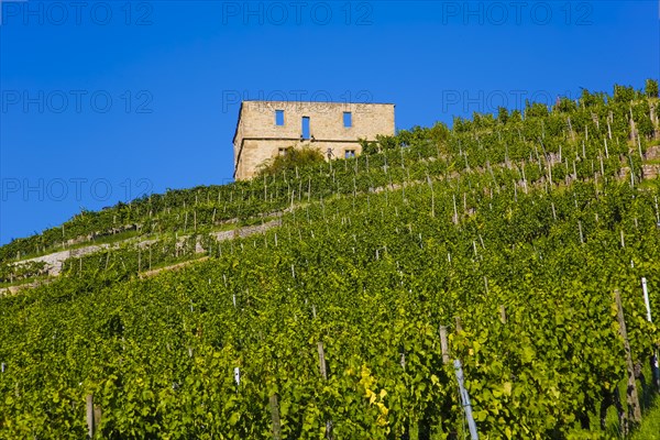 Yburg, Y-Burg, Yberg, Eibenburg, ruins of a hillside castle, historic building, built in the early