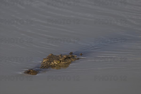 Nile crocodile (Crocodylus niloticus) Mziki Private Game Reserve, North West Province, South