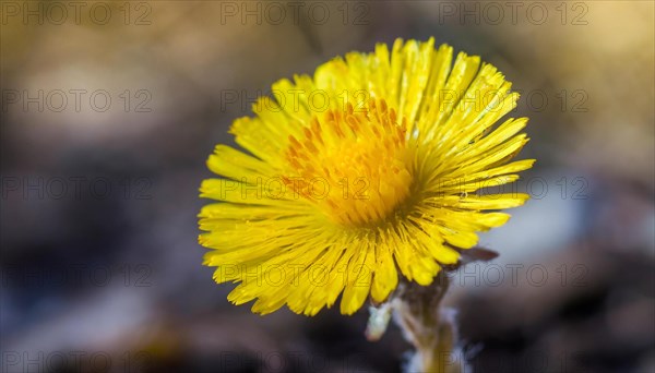Close-up of a blooming coltsfoot flower in front of a blurred background, medicinal plant
