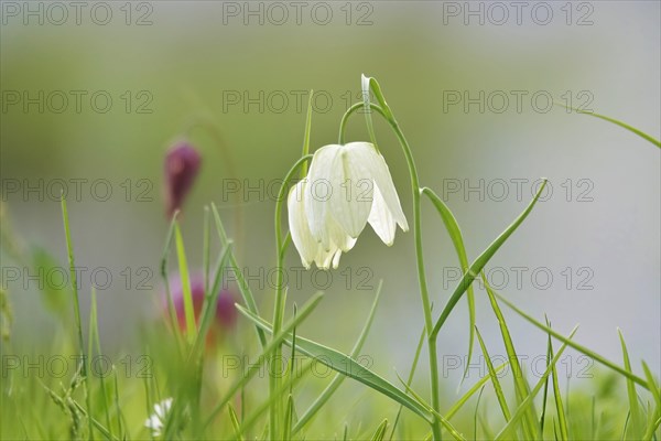 Charming chequerboard flower, spring, Germany, Europe