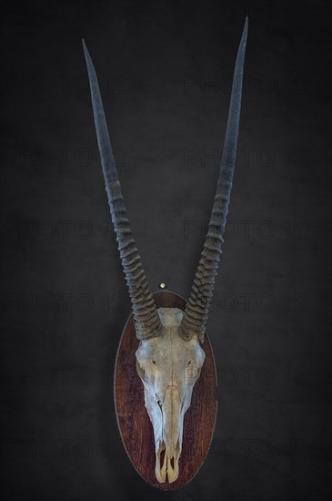 Hunting trophy of an antelope skull on a dark background, shot in 1912 in the former German South
