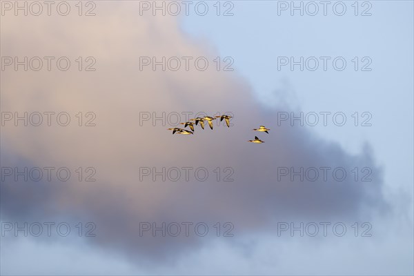 Red-breasted Merganser (Mergus serrator), small flock in flight, Laanemaa, Estonia, Europe