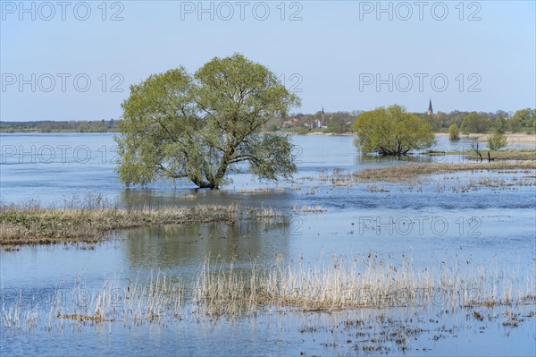 Willow (Salix) standing in the water, behind Doemitz, Elbe meadows, floodplain landscape, UNESCO