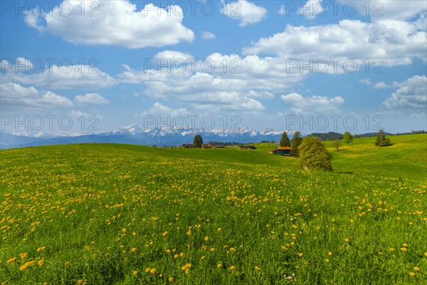 Common dandelion (Taraxacum sect. Ruderalia) in spring, meadow near Rieden am Forggensee,