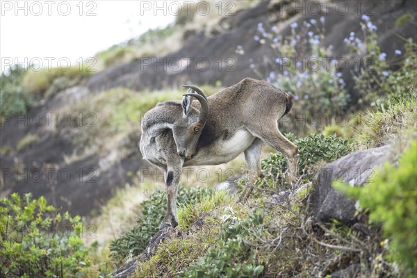 Nilgiri tahr (Nilgiritragus hylocrius, until 2005 Hemitragus hylocrius) or endemic goat species in