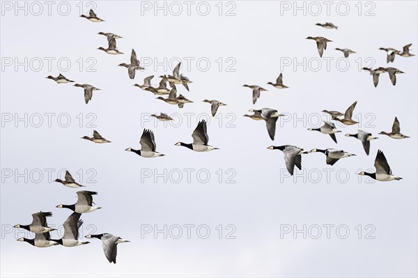 Barnacle goose (Branta leucopsis) and wigeon (Anas penelope), mixed flock in flight, Laanemaa,