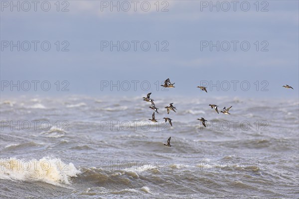 Eurasian wigeon (Anas penelope), small flock in flight over turbulent sea, Laanemaa, Estonia,