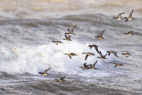 Eurasian wigeon (Anas penelope) and gadwall (Anas strepera), small flock in flight, Laanemaa,