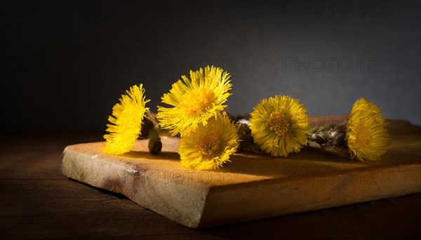 Coltsfoot flowers depicted on a wooden board with soft shadows in a blurred mood, medicinal plant