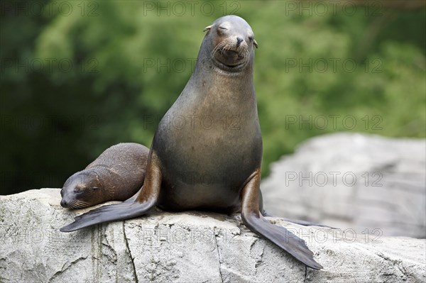 California sea lion (Zalophus californianus), An adult sea lion and a juvenile relaxing together on