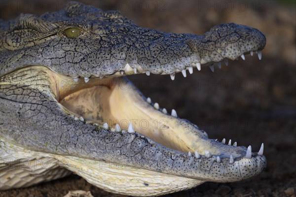 Nile crocodile (Crocodylus niloticus) Mziki Private Game Reserve, North West Province, South